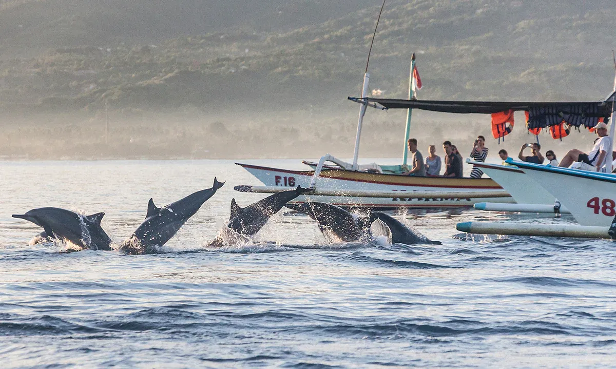 Serunya Berenang Bersama Lumba-Lumba Di Pantai Lovina Bali