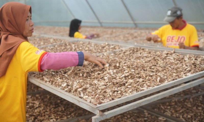 Bahan Baku Obat Herbal Mayoritas Belum Dibudidayakan