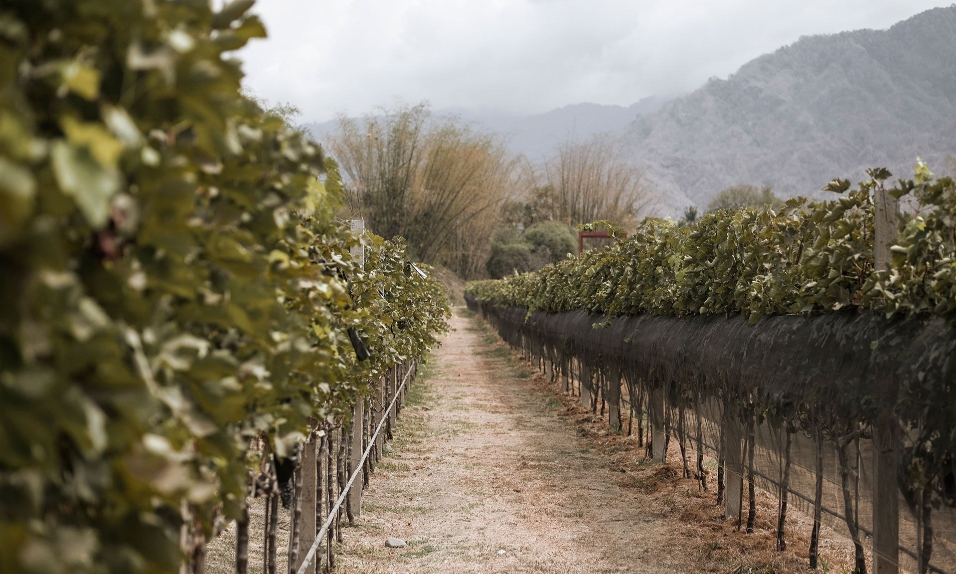 Mengintip Hatten Wine, Kebun Anggur Terbesar Di Bali
