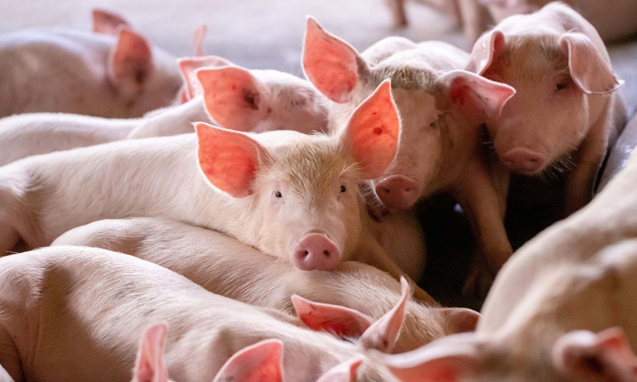 Pemprov Bali Kaji Penetapan HET Daging Babi