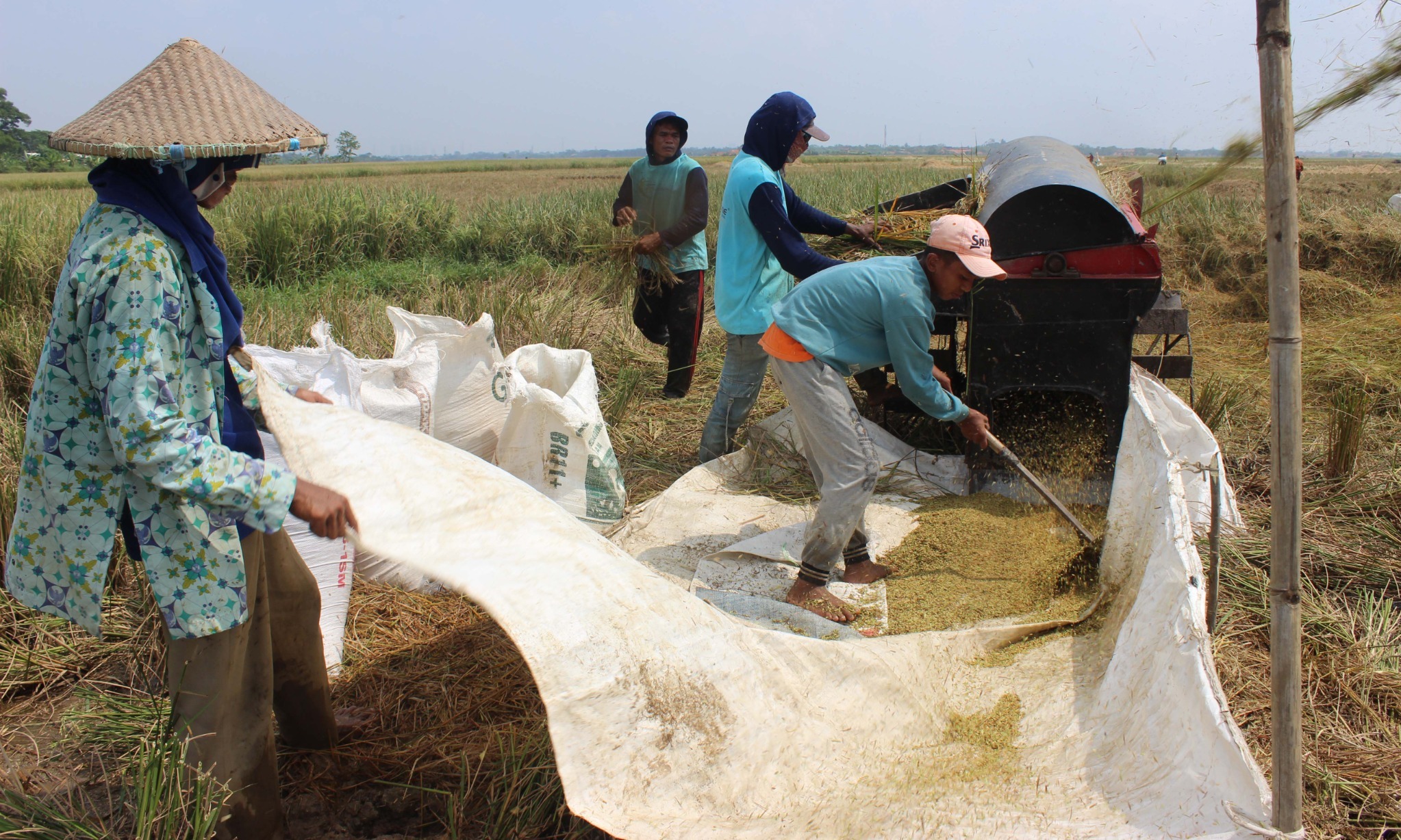 Harga Gabah Tinggi Gara-Gara Produksi Padi Minim