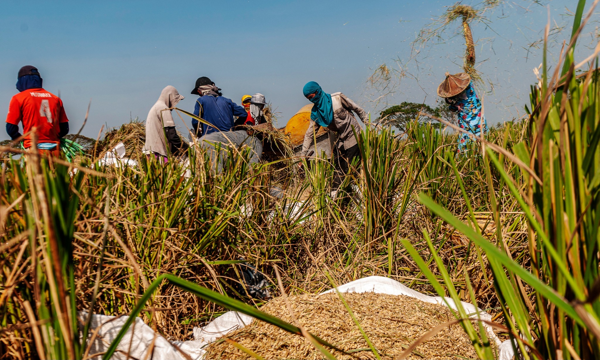 Kementan Optimis Produksi Beras Cukup Hingga Akhir Tahun