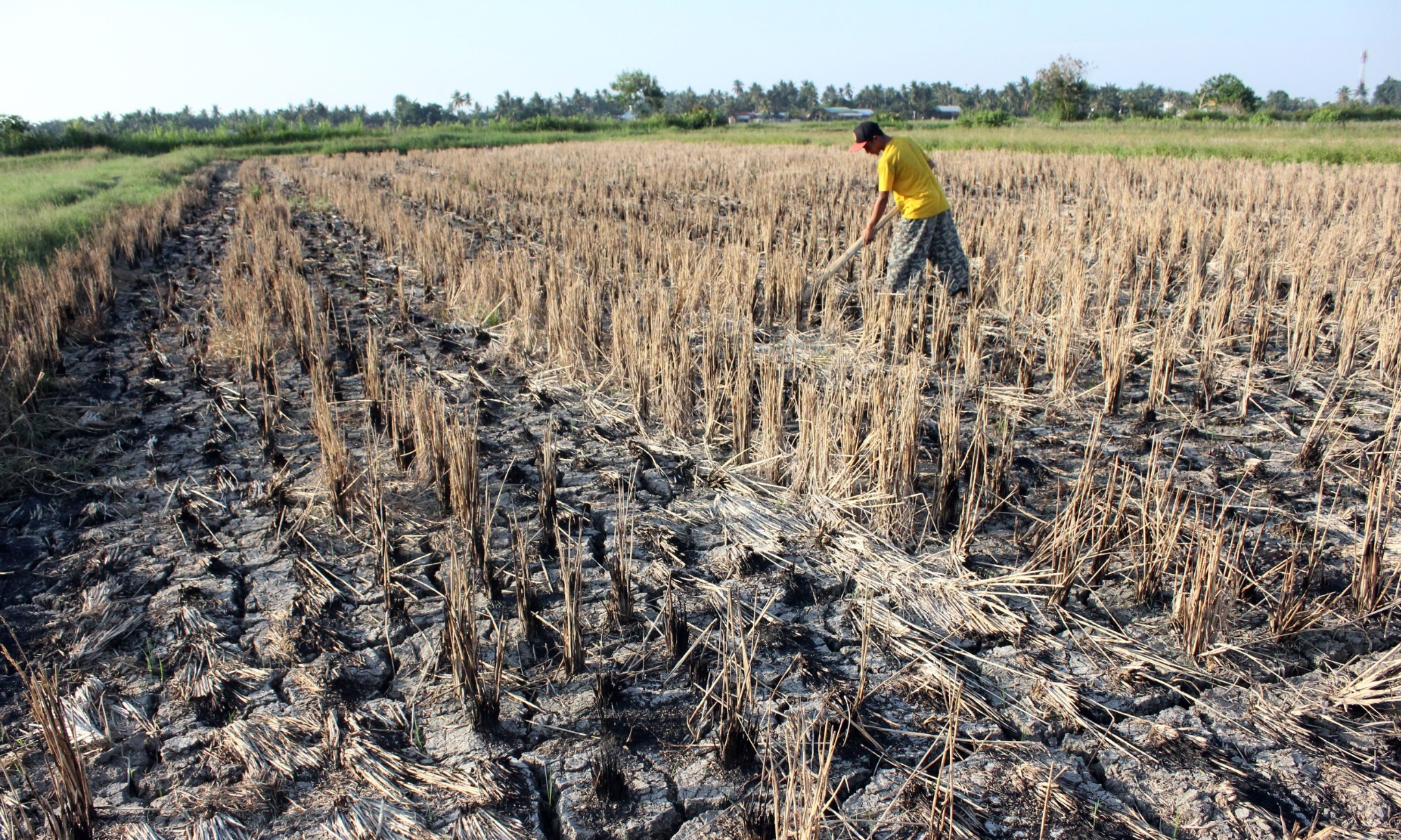 Ini Solusi Ketahanan Pangan Menurut Indef