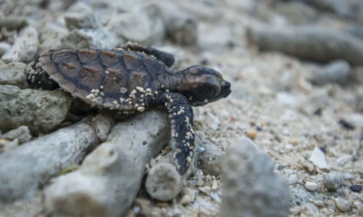 Konservasi Pulau Seribu Dorong Ekonomi Biru Jakarta