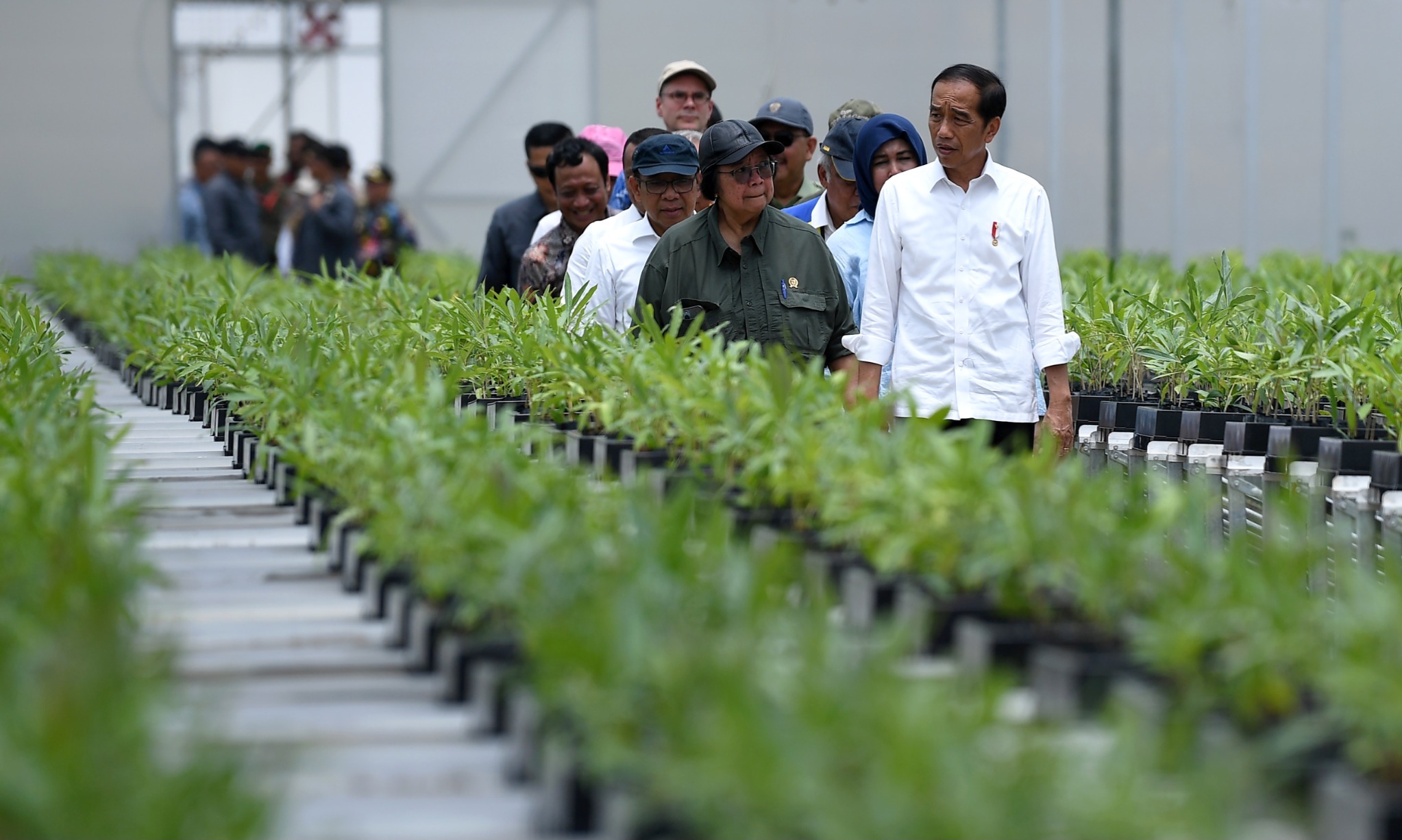 Persemaian Mentawir Sudah Hasilkan Bibit Untuk Hijaukan IKN