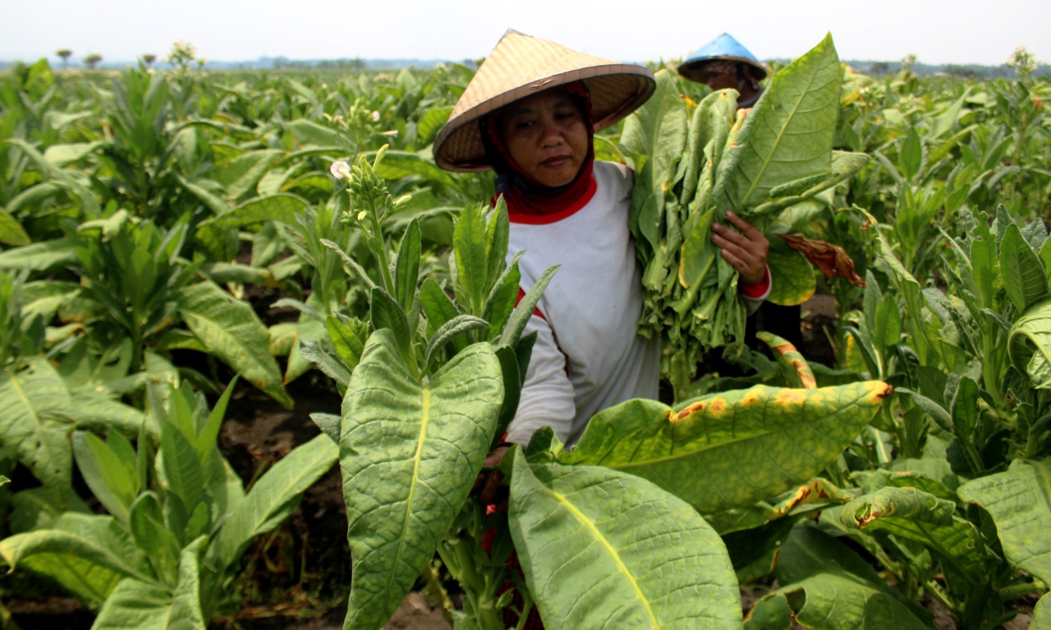 Pengusaha Desak Produk Tembakau Tak Masuk Aturan Turunan UU Kesehatan