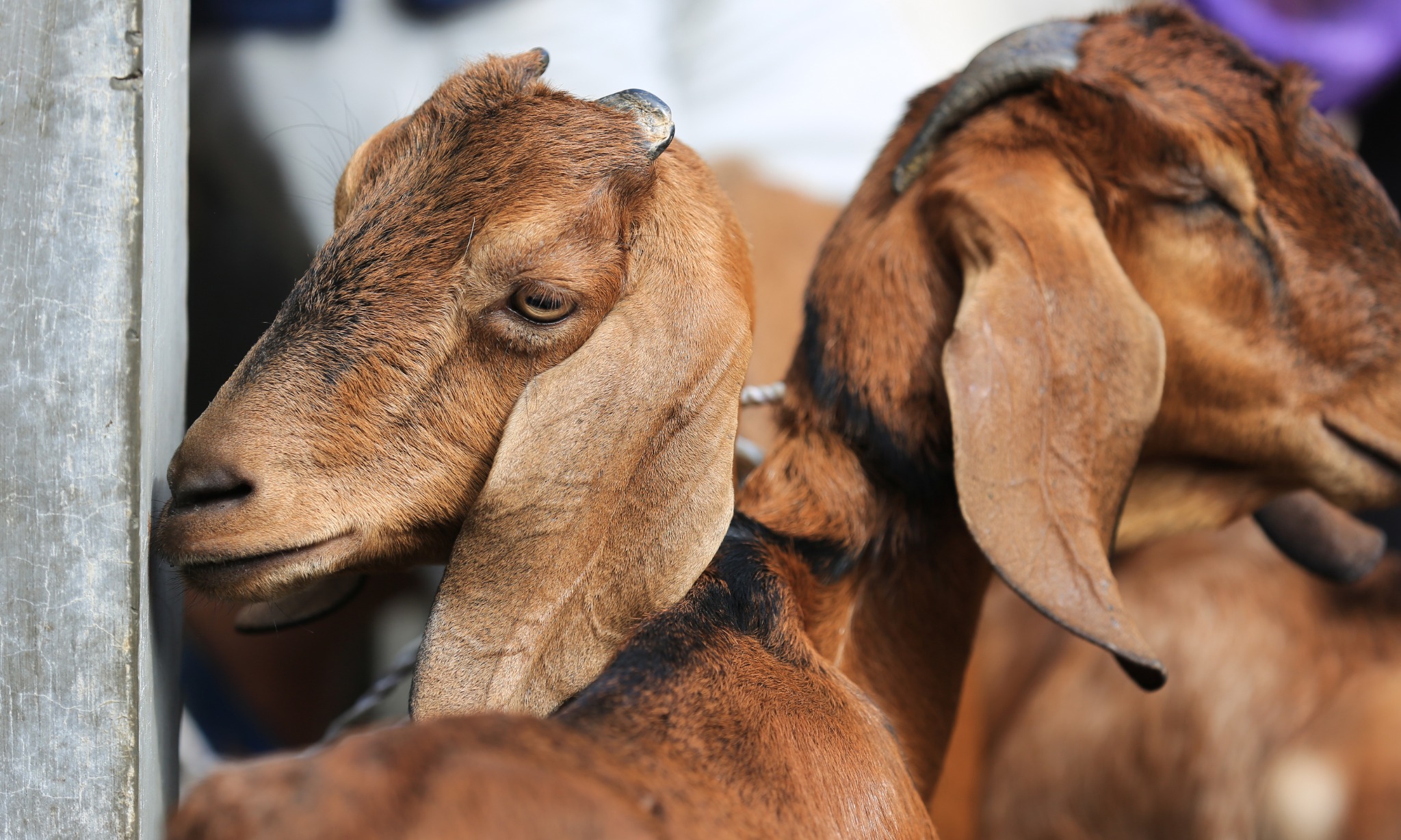 Peneliti: Perilaku Homoseksual Hewan Untuk Hindari Konflik