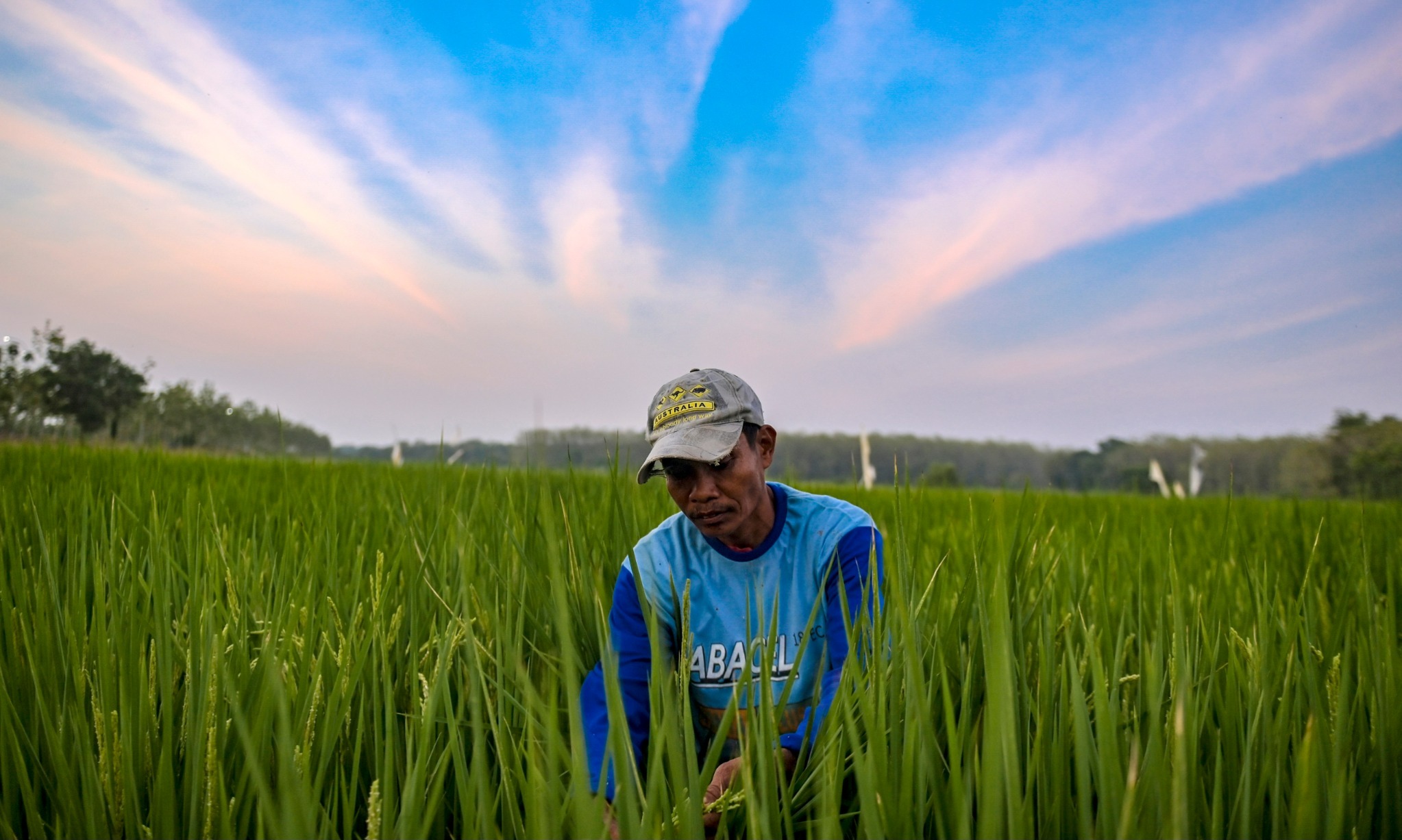 Kementan Kejar Produksi Beras 35 Juta Ton