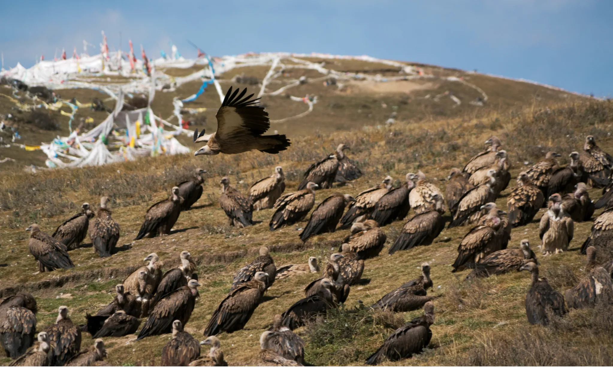 <i>Sky Burial</i>, Tradisi Pemakaman Dari Adaptasi Lingkungan Tibet