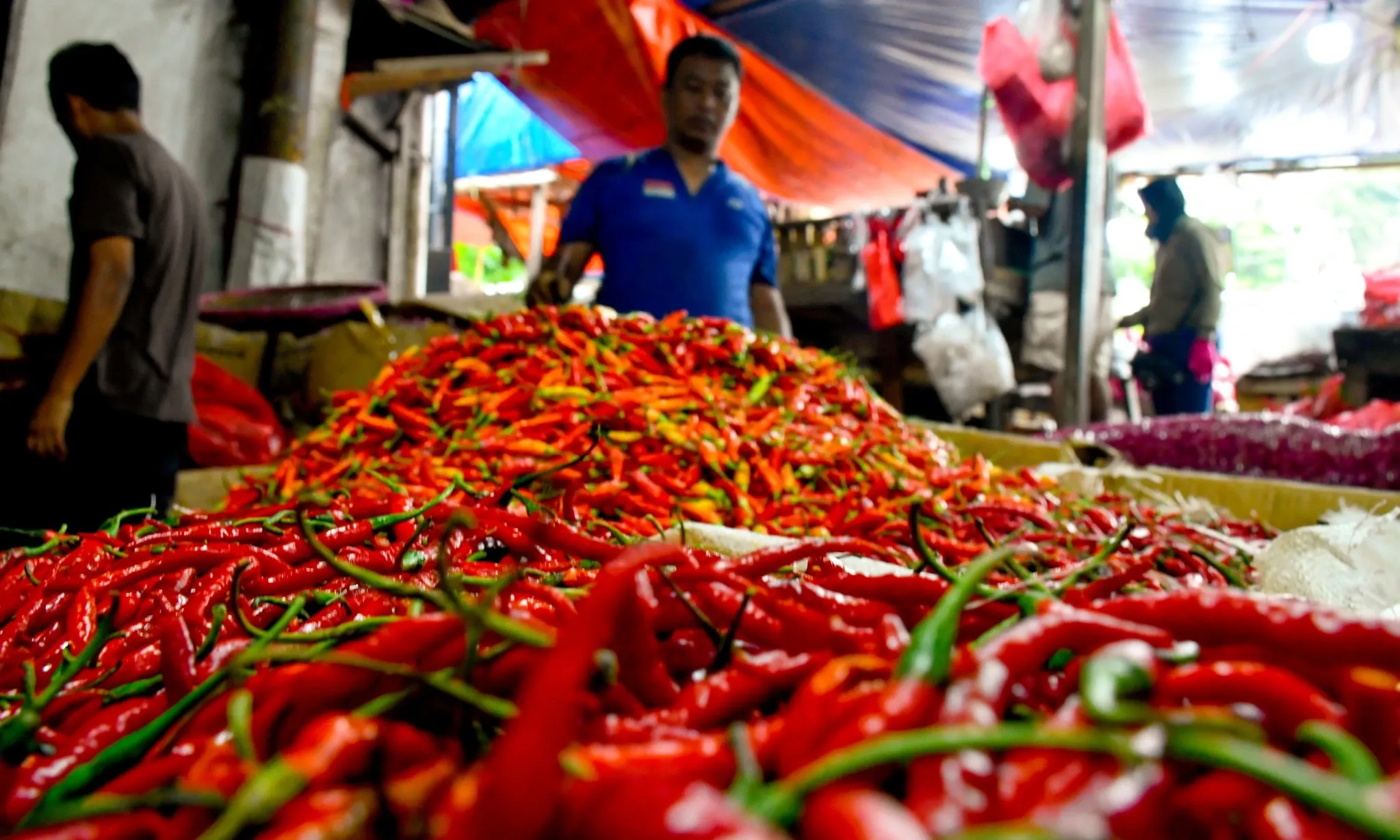 Jokowi Yakin Melambungnya Harga Cabai Hanya Musiman