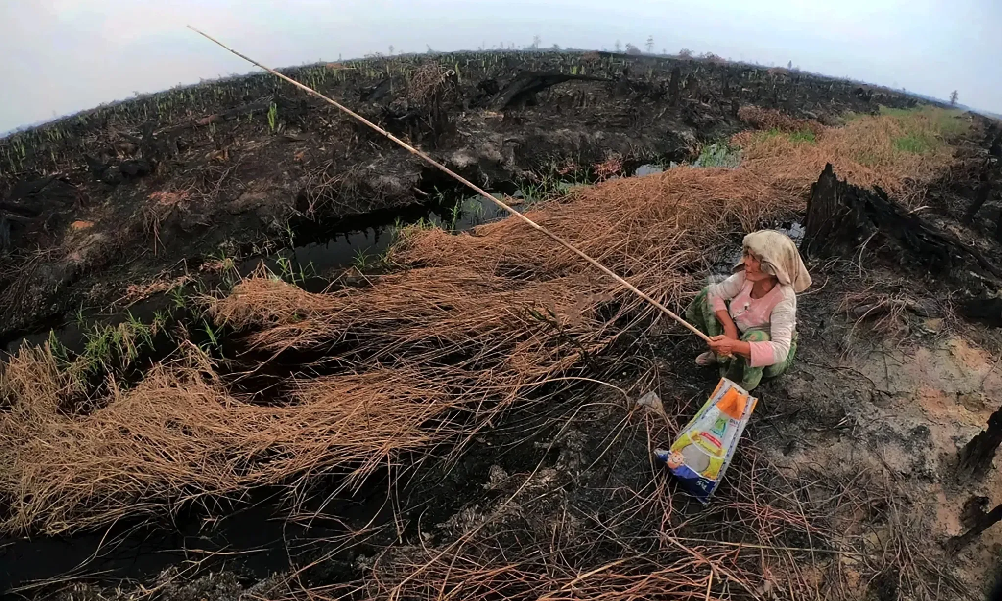 50% Lahan Gambut Indonesia Alami Kerusakan