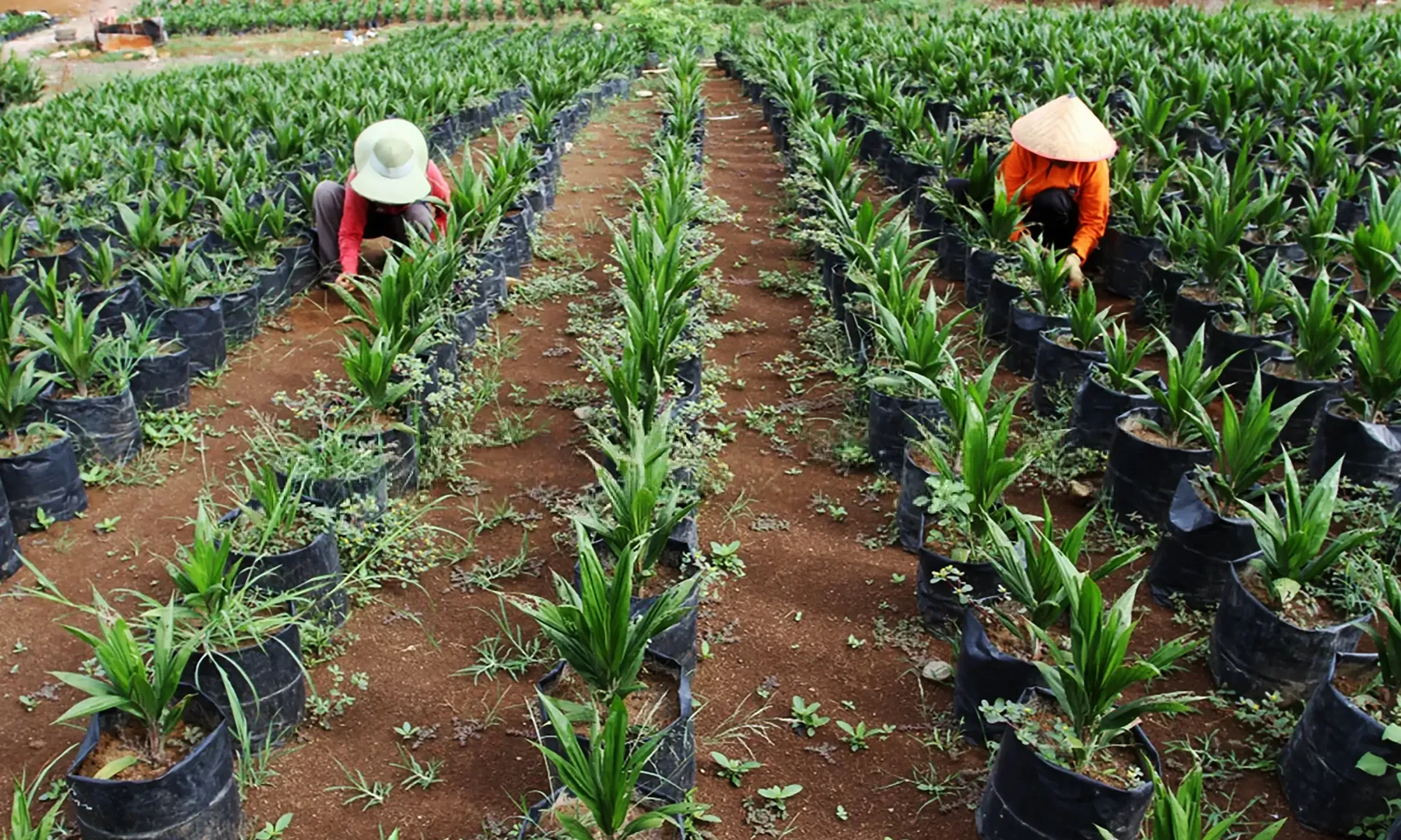 <p>Dirjenbun Minta Pendanaan Program Peremajaan Sawit Diperbaiki</p>