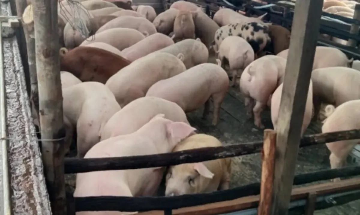 Penuhi Kebutuhan Babi Untuk Nataru, Kalbar Datangkan Dari Luar Daerah