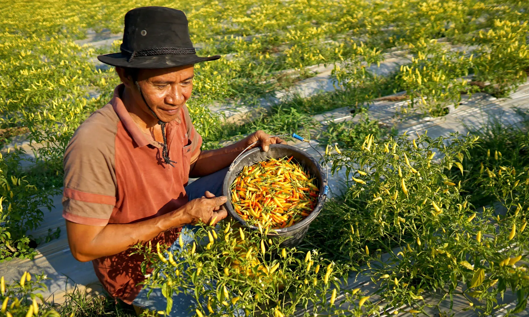 Niat Swasembada, Babel Seriusi Pembibitan Cabai Dan Bawang