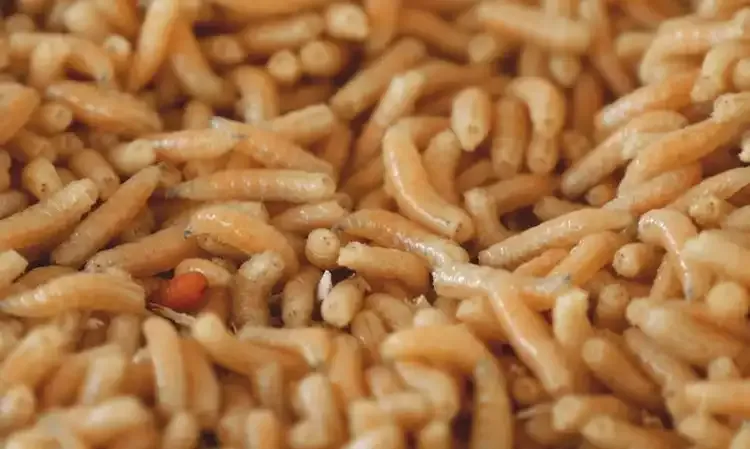 Angkasa Pura Gandeng Pembudidaya Maggot Kelola Sampah Bandara Semarang