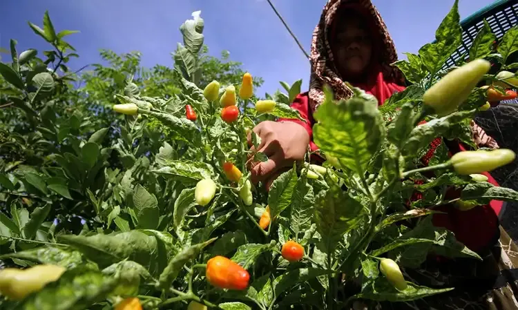 Lampung Intensifikasi Budidaya Tanaman Cabai Di Daerah Penghasil