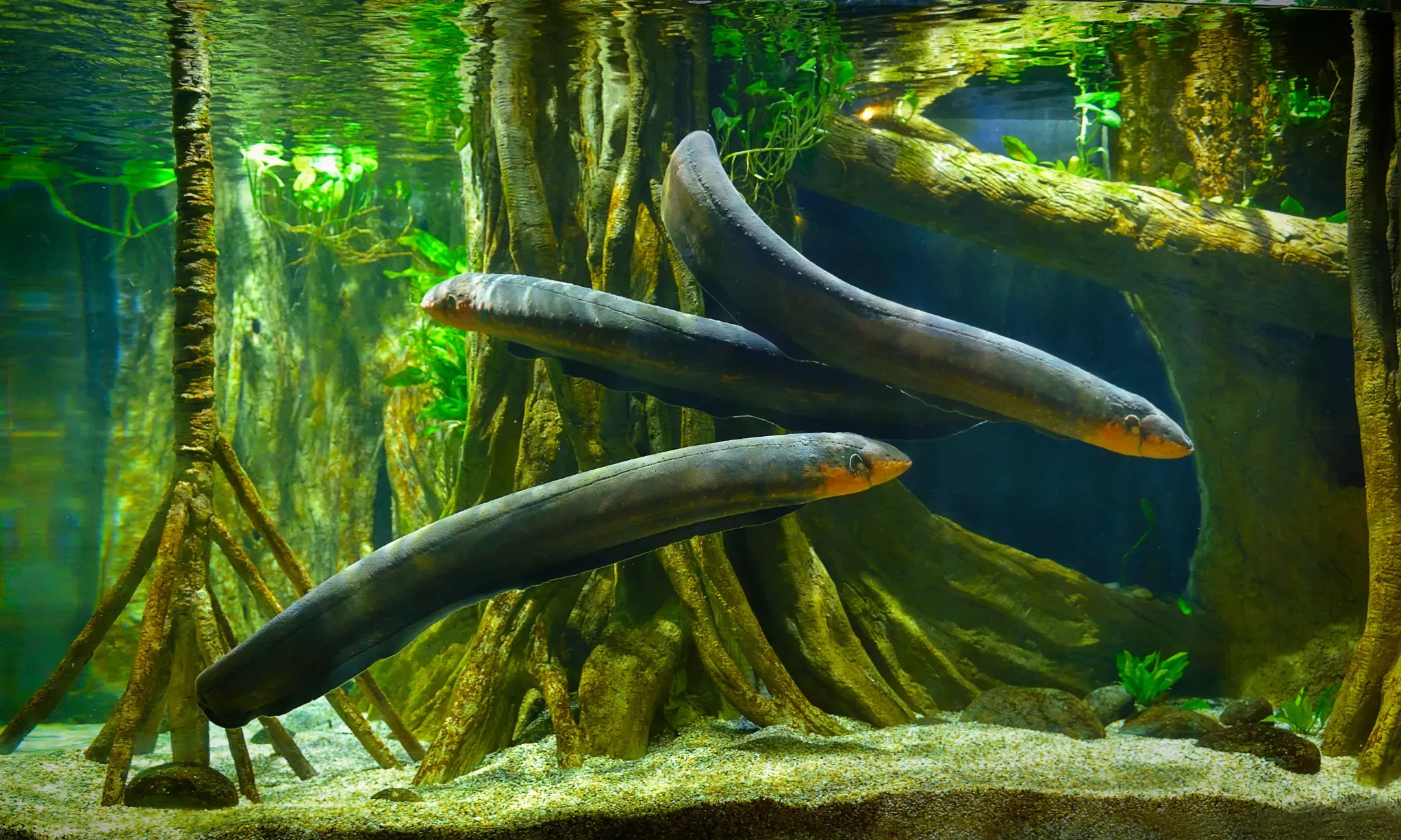 Keunikan Belut Listrik Dan Energi Yang Dihasilkannya