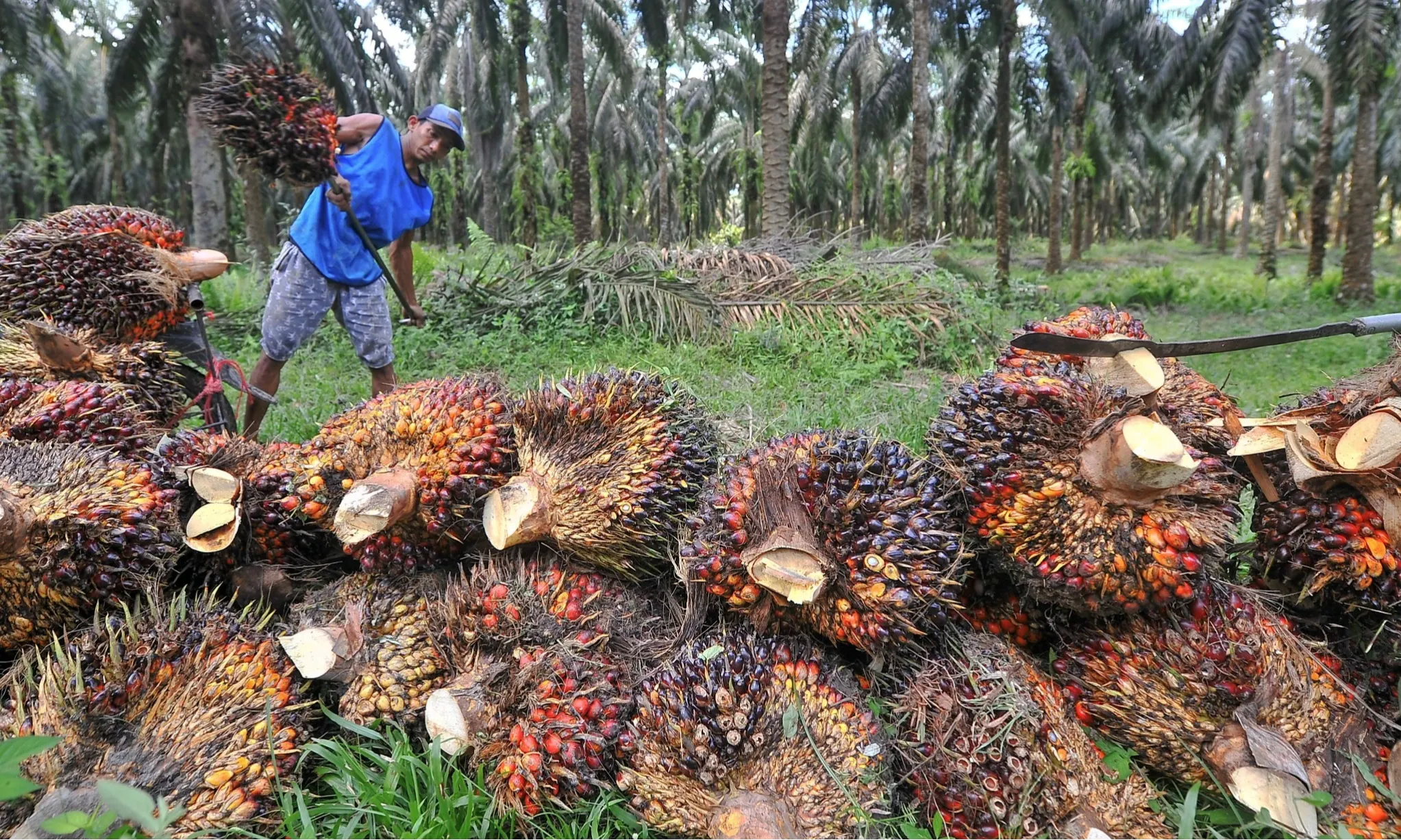 Aspek Ekonomi Agroforestri Sebagai Model Jangka Benah Di Kawasan Hutan