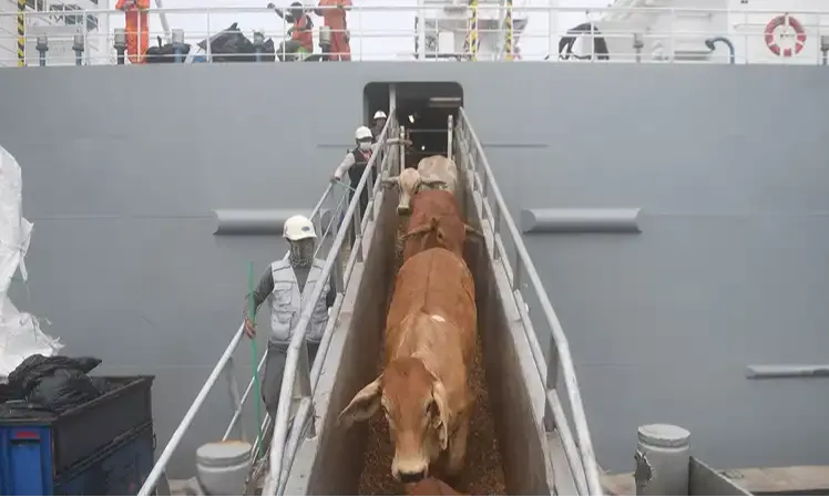 ID FOOD Bakal Impor 20 Ribu Ton Daging Sapi Di 2024