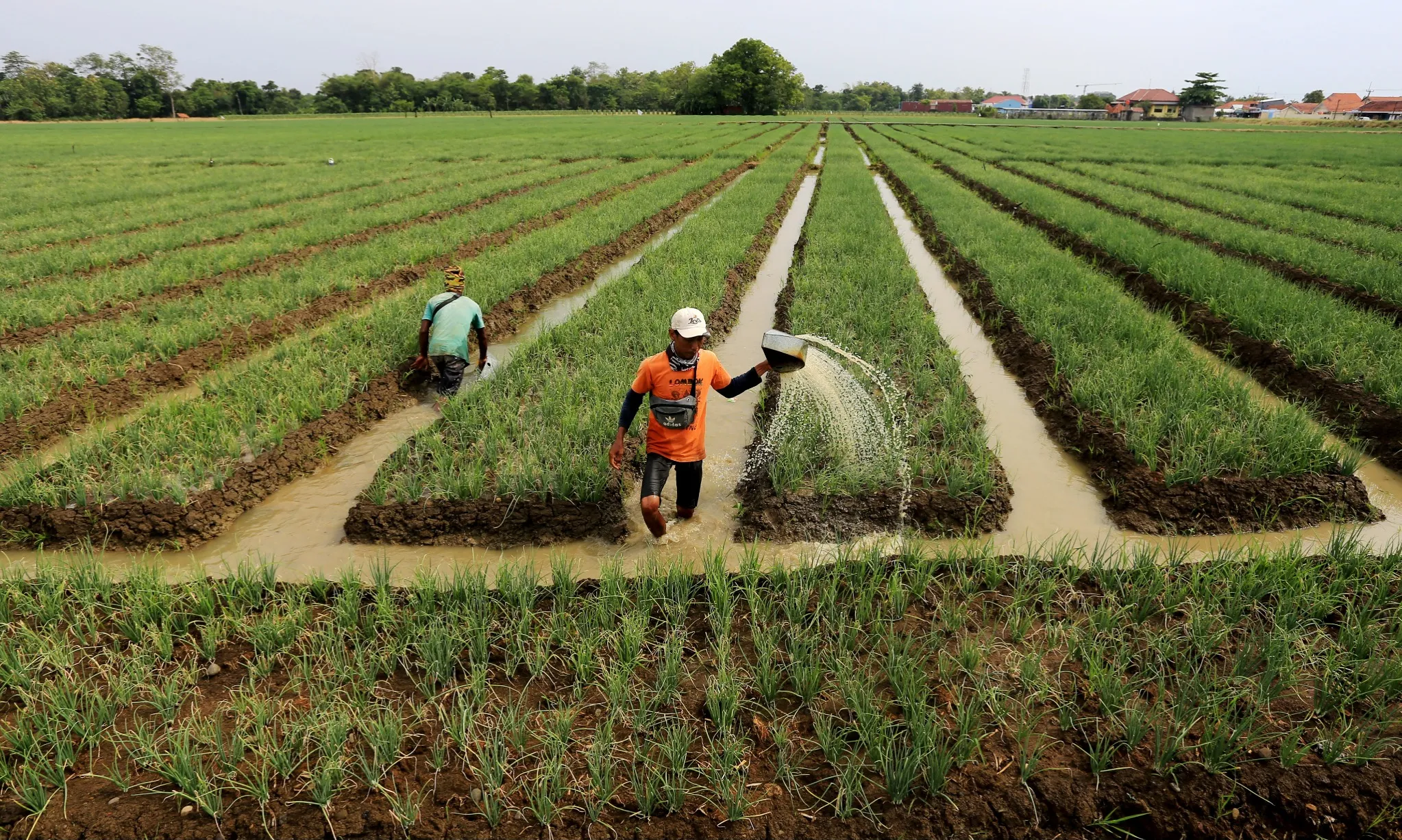 Petani Bawang Merah Diminta Tak Tanam Bersamaan