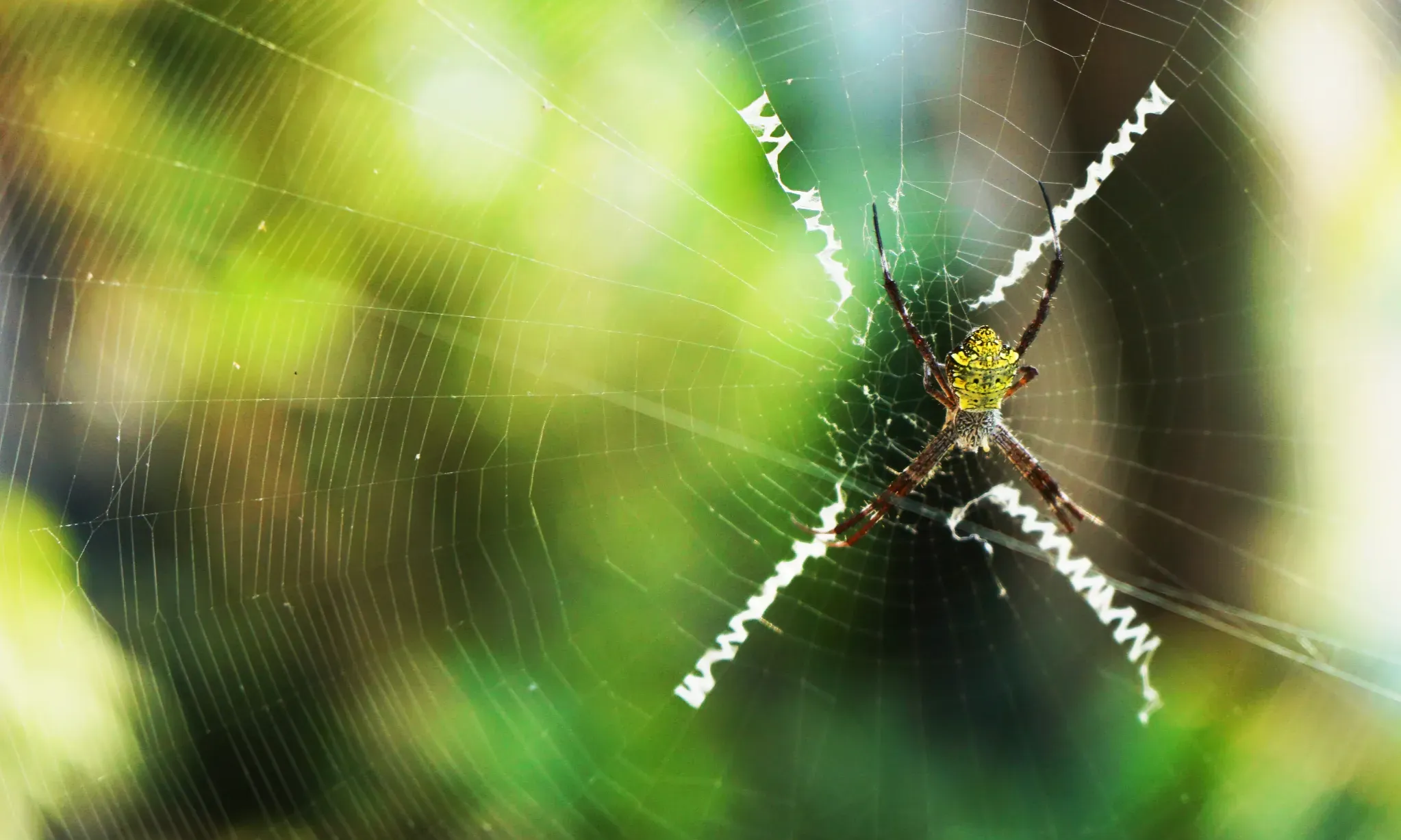 Kenapa Laba-Laba Tak Terjebak Jaringnya Sendiri?
