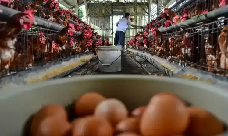 Bapanas-ID FOOD Baru Akan Serap Unggas Dalam Negeri Akhir Januari 2024