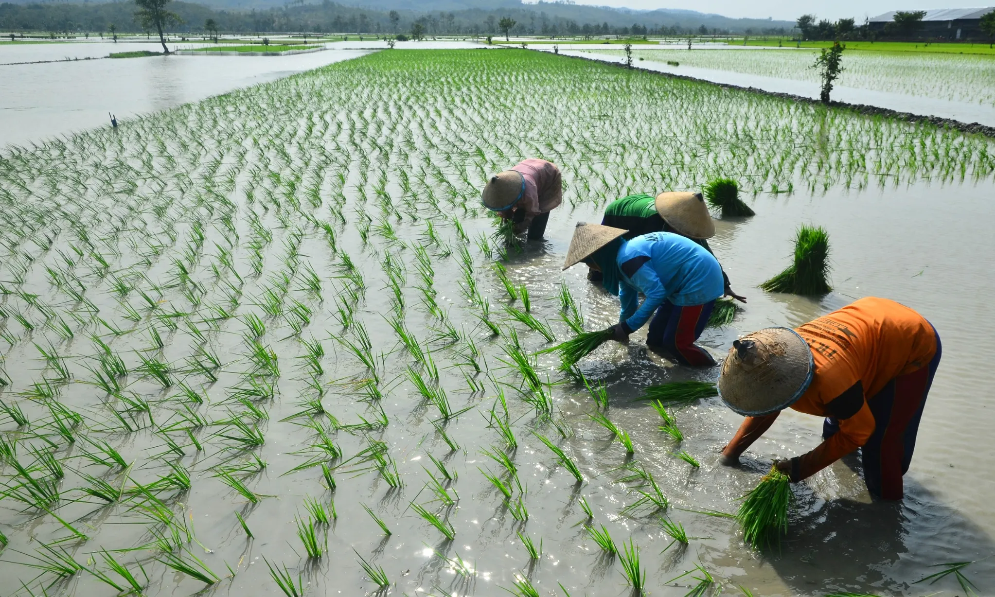 El-NIno Sebabkan Beberapa Daerah Undurkan Musim Tanam