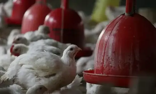 Bapanas Soal Evaluasi Perusahaan Integrator: Itu Satu Ekosistem