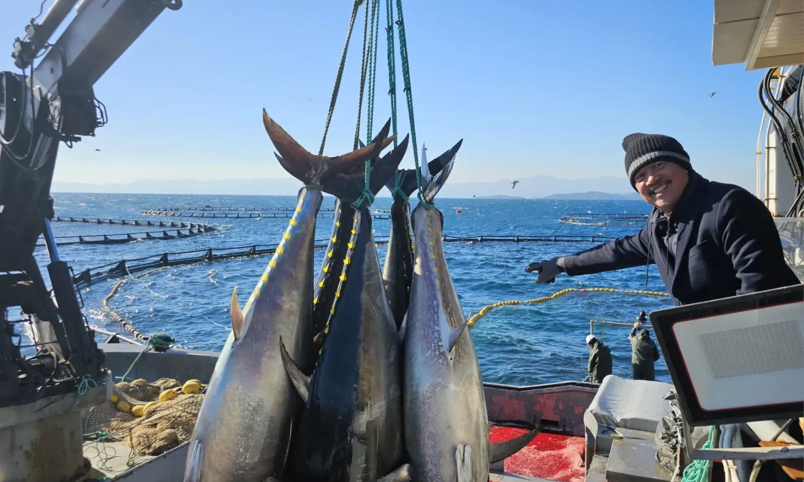 KKP Akan Adopsi Teknologi Budidaya Tuna dari Turki