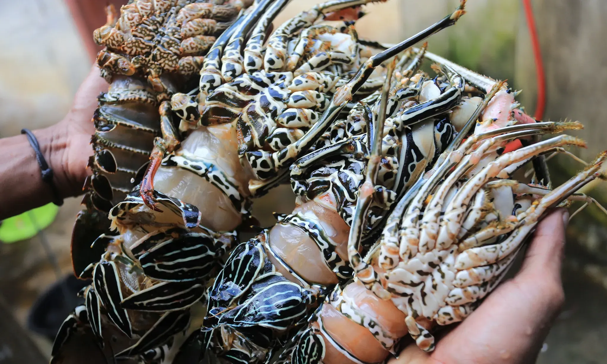 Kerja Sama Budidaya Lobster RI-Vietnam Diminta Dikaji Ulang