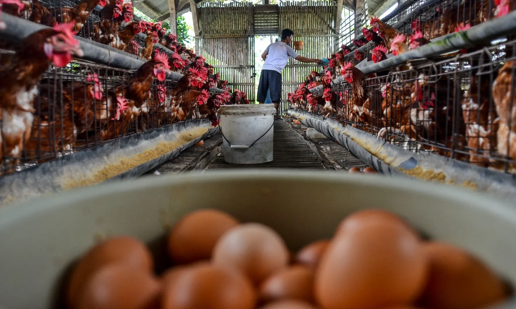 KSP: Harga Jagung Pakan Meroket, Peternak Ayam Kewalahan