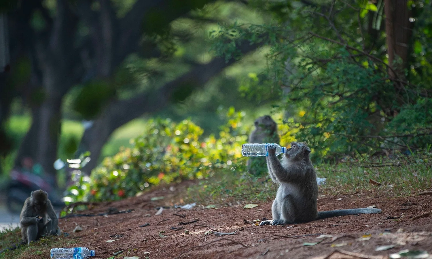 Kera Ekor Panjang Belum Jadi Satwa Yang Dilindungi