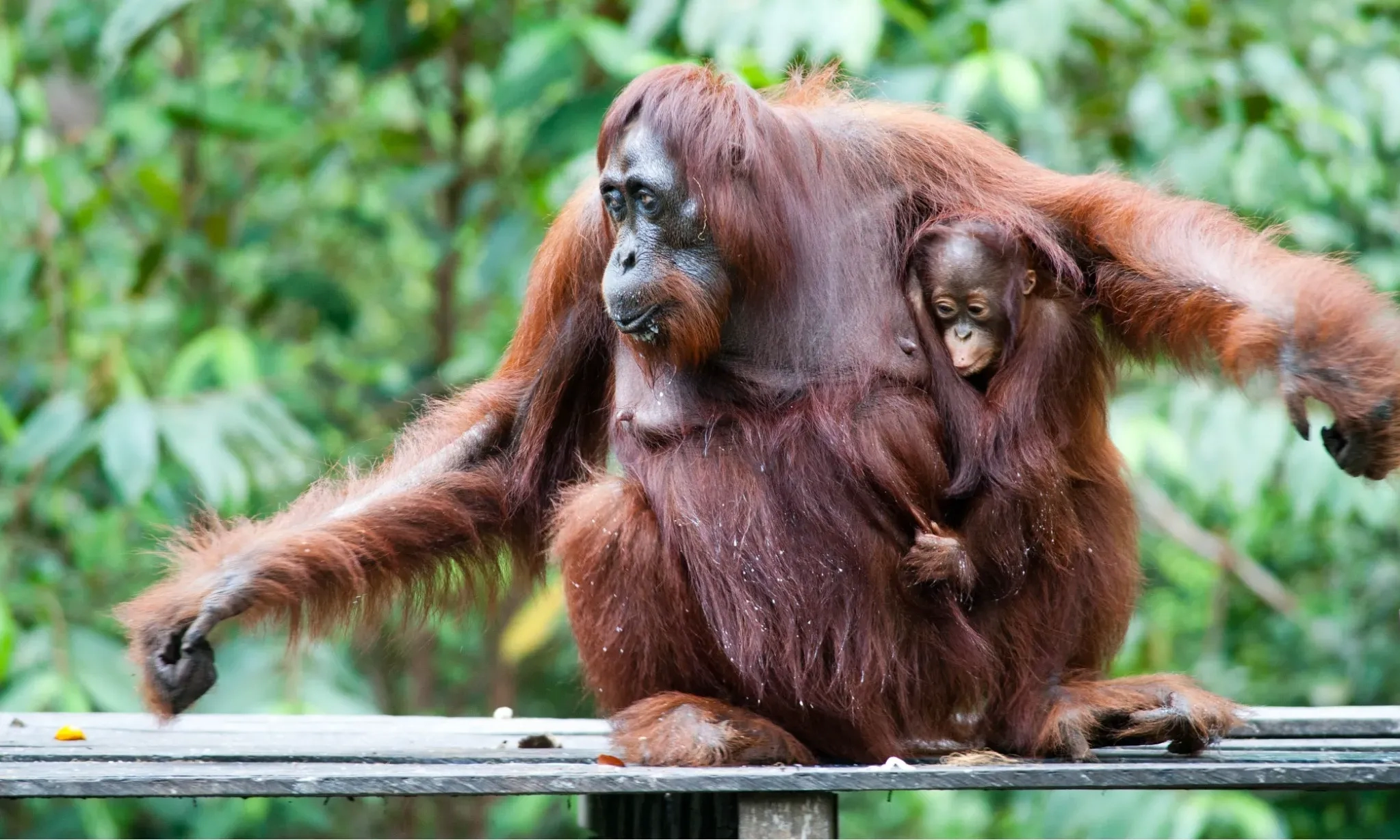 BKSDA Kalbar Lepasliarkan Sepasang Orangutan Kalimantan