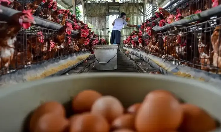 Ekonom: Distribusi Jagung Pakan Impor Redam Harga Daging Ayam