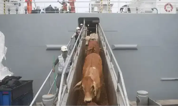 Bapanas Pastikan Penetapan Neraca Komoditas Daging Lembu Sesuai Aturan