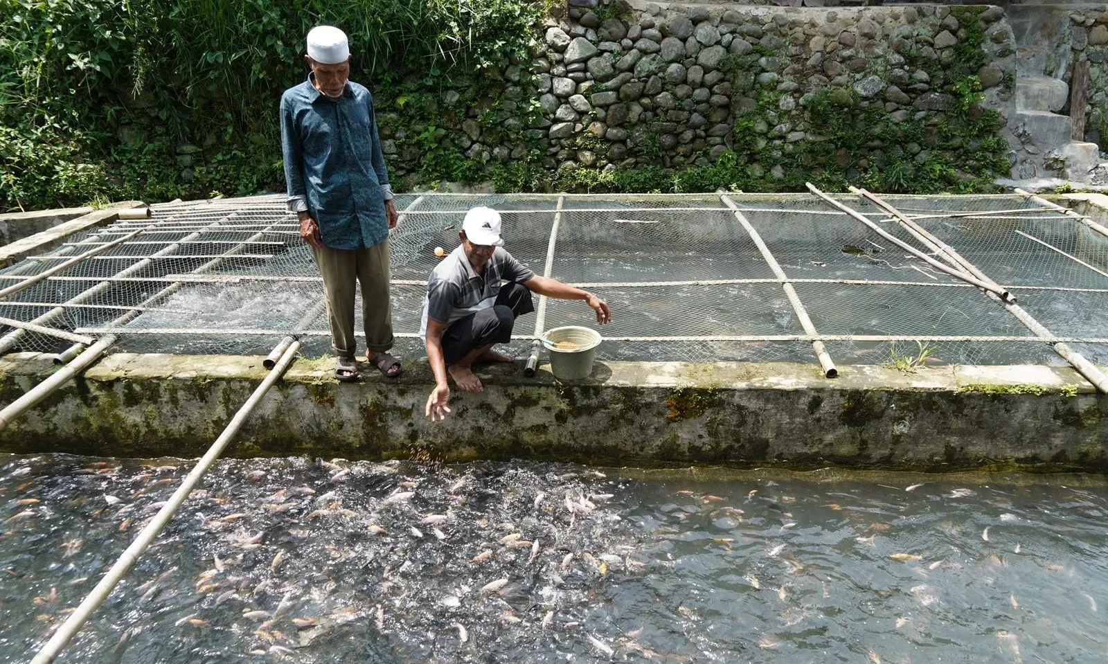 RI Peringkat 4 Ekspor Ikan Tilapia Dunia, Nilainya Capai Rp1,23 T