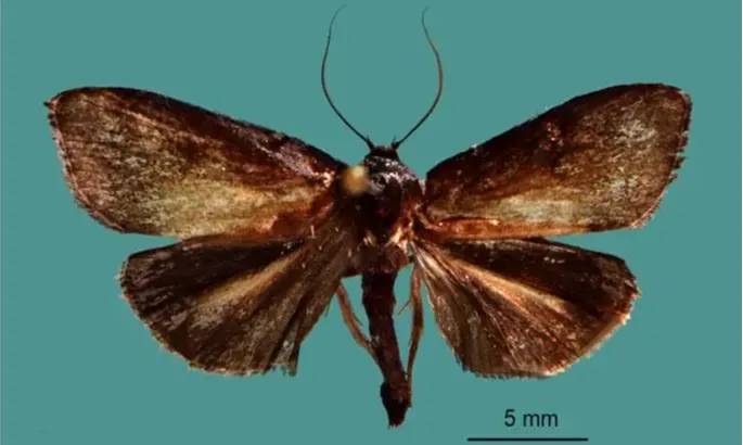 Tiga Ngengat Jenis Baru Ditemukan, Salah Satunya Hama Cengkeh