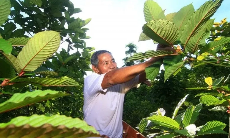 Kemendag: Pengaturan Ekspor Kratom Tunggu Standar Institusi Lain