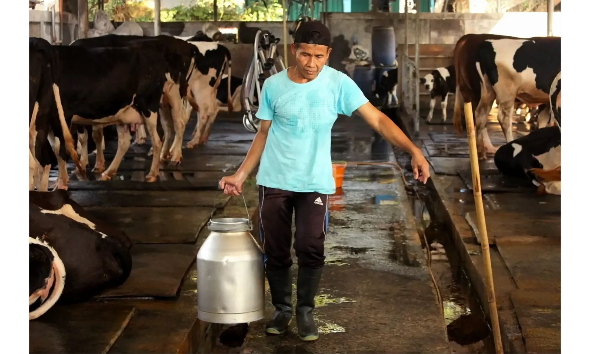 Lampu Kuning Produksi Susu Sapi Asli Indonesia