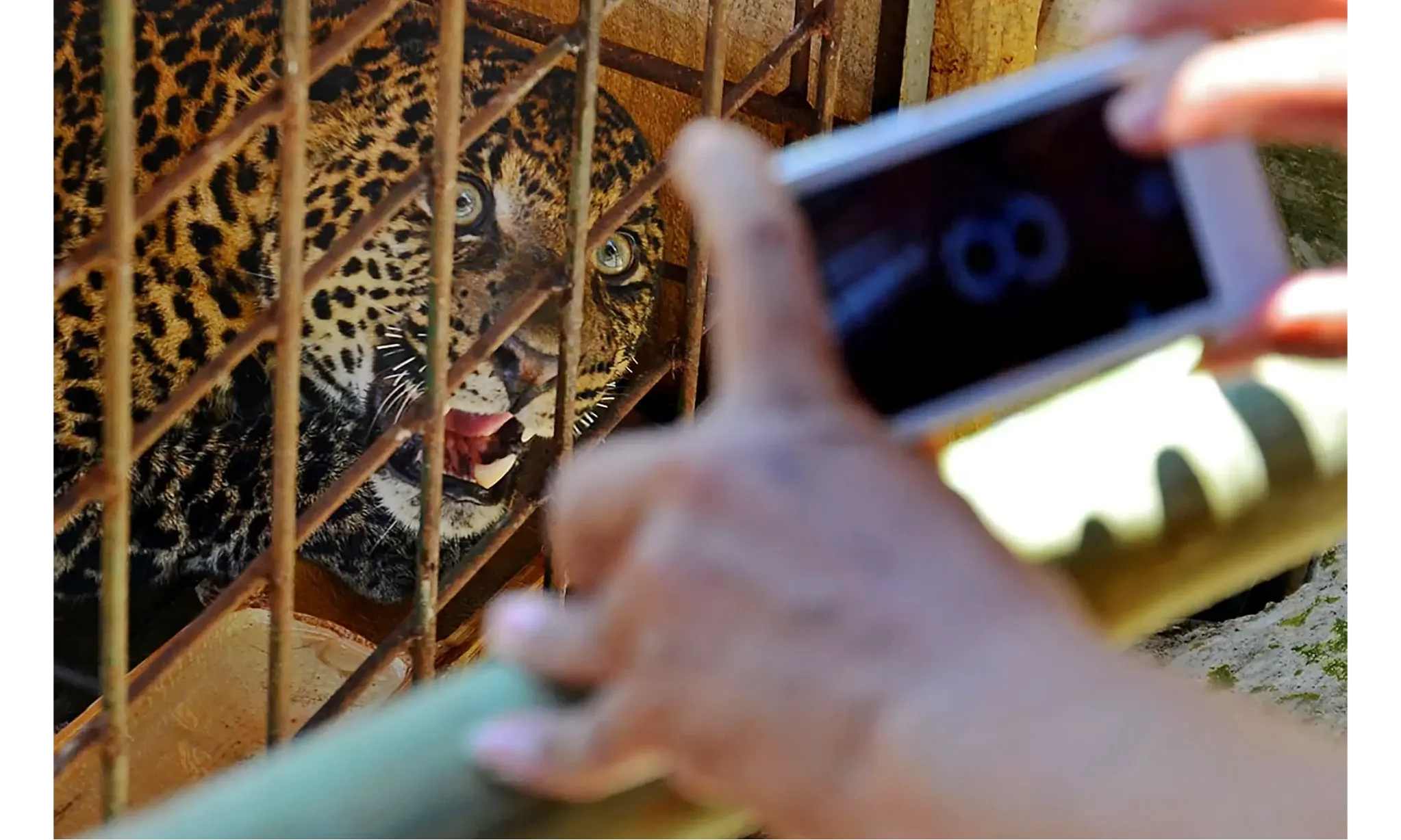 Masalah Kompleks Konflik Manusia dengan Satwa