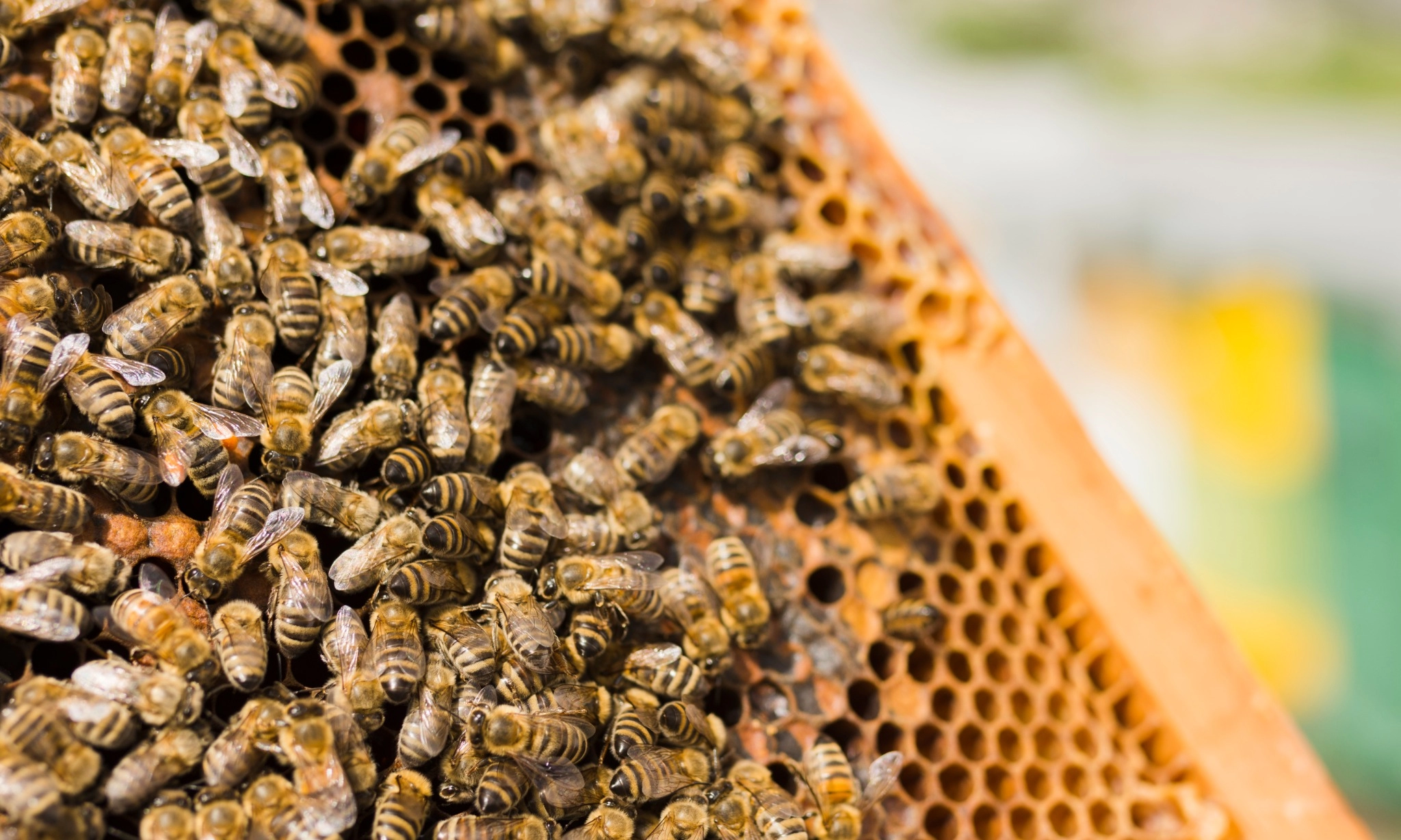 FDA Larang Konsumsi Tawon Liar