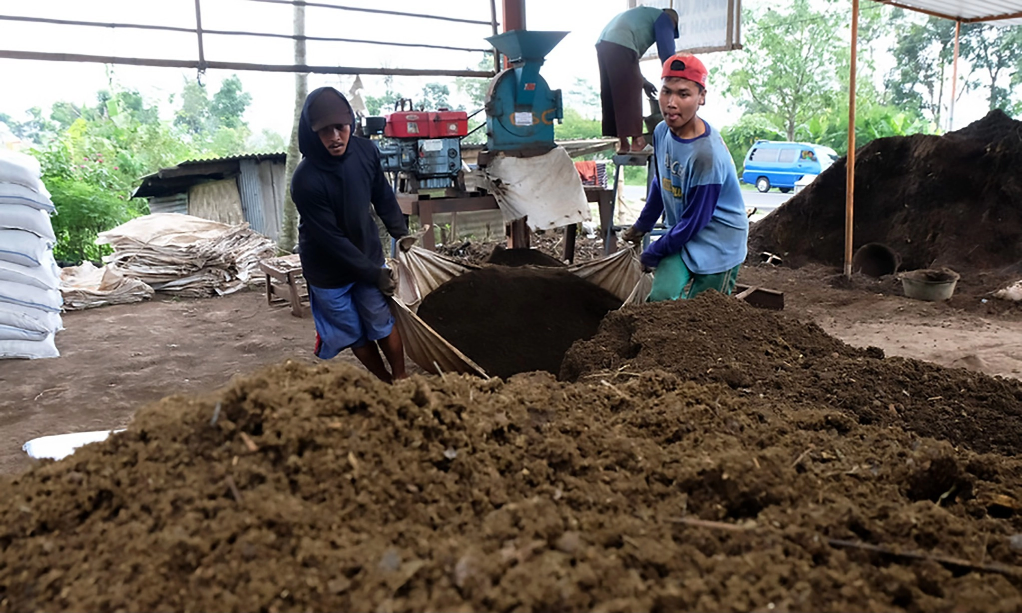 Petani Banyuwangi Beralih Ke Pupuk Organik
