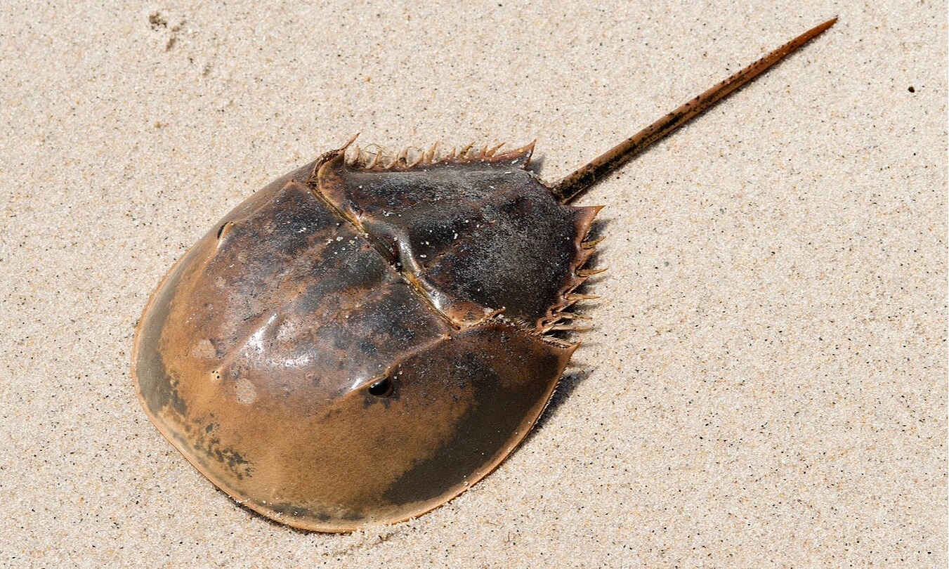 Manfaat Darah Biru Kepiting Tapal Kuda Untuk Dunia Medis