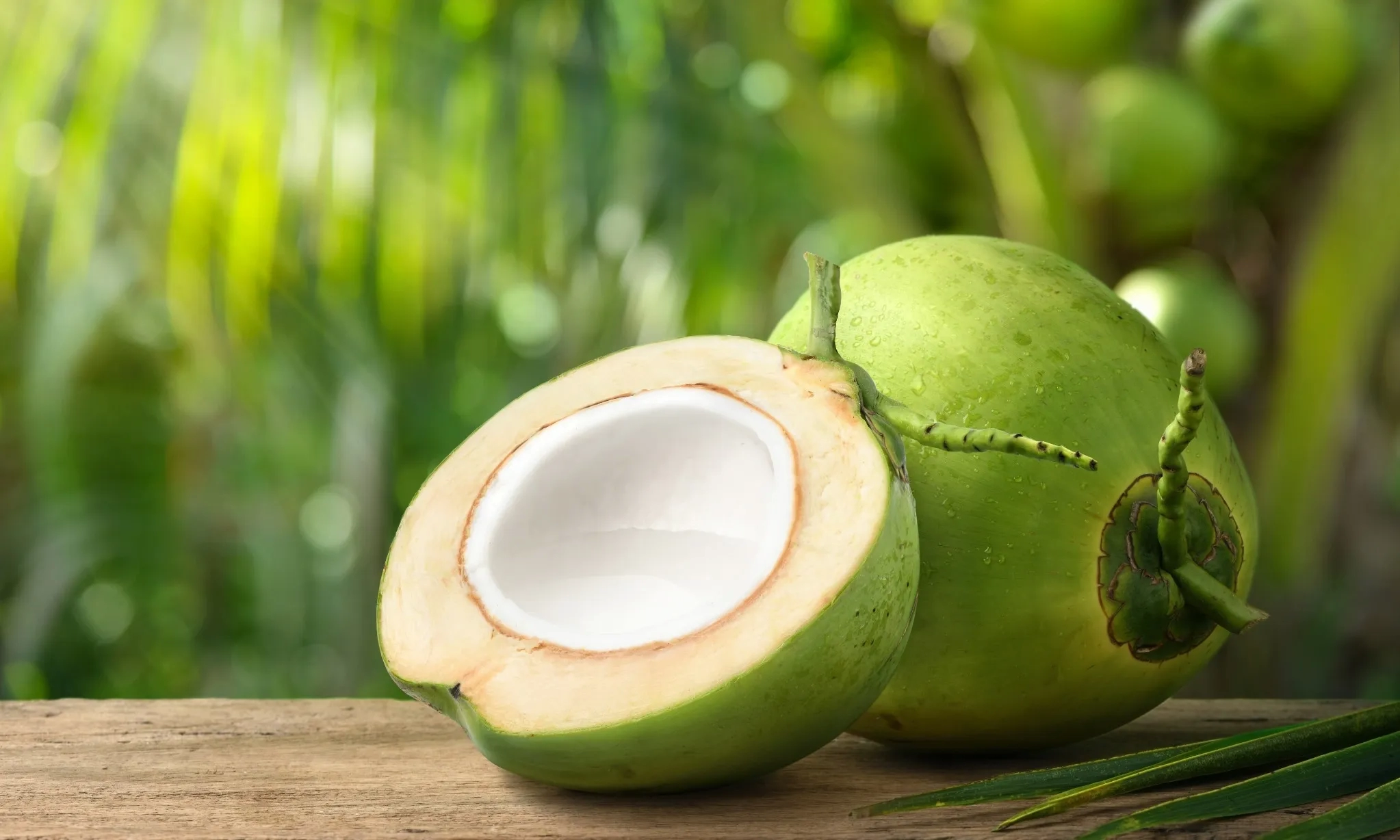 Anak Buah Airlangga Dorong Kelapa Reject Jadi Bahan Bakar Pesawat