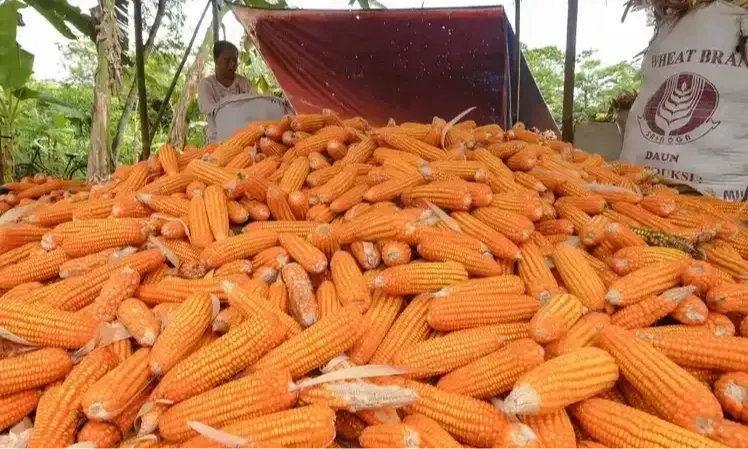 Harga Telur Dan Daging Ayam Naik, Imbas Pakan Jagung Mahal