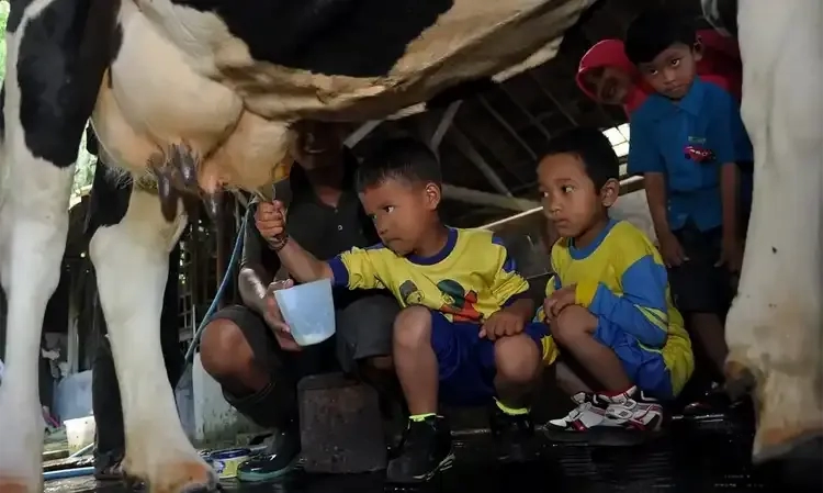 Produksi Susu Segar Anjlok dan Impor Melonjak, Ini Alasannya