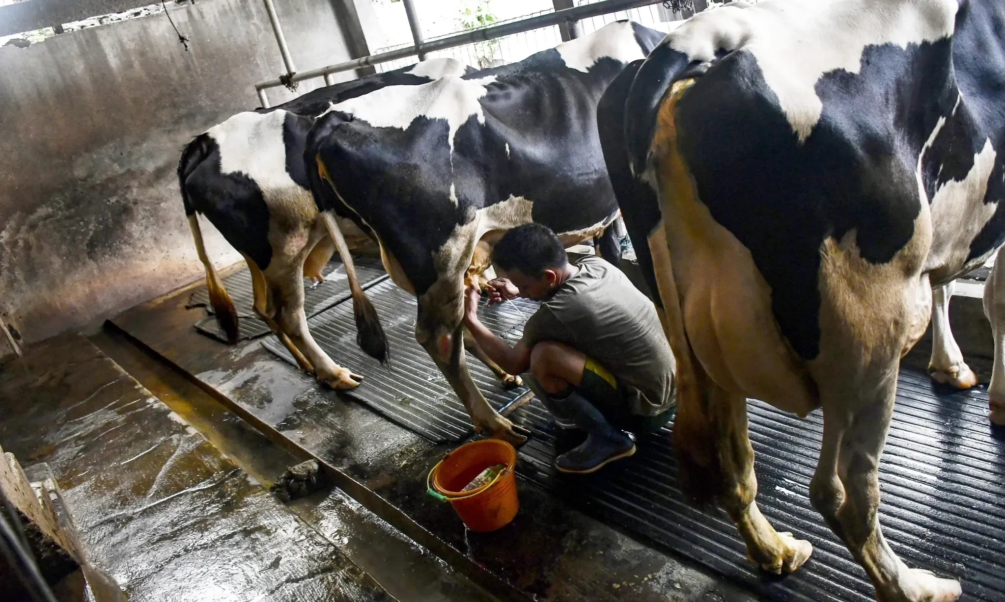 Produksi Susu Segar Masih Banyak Kendala, Ini Penjelasan Kementan