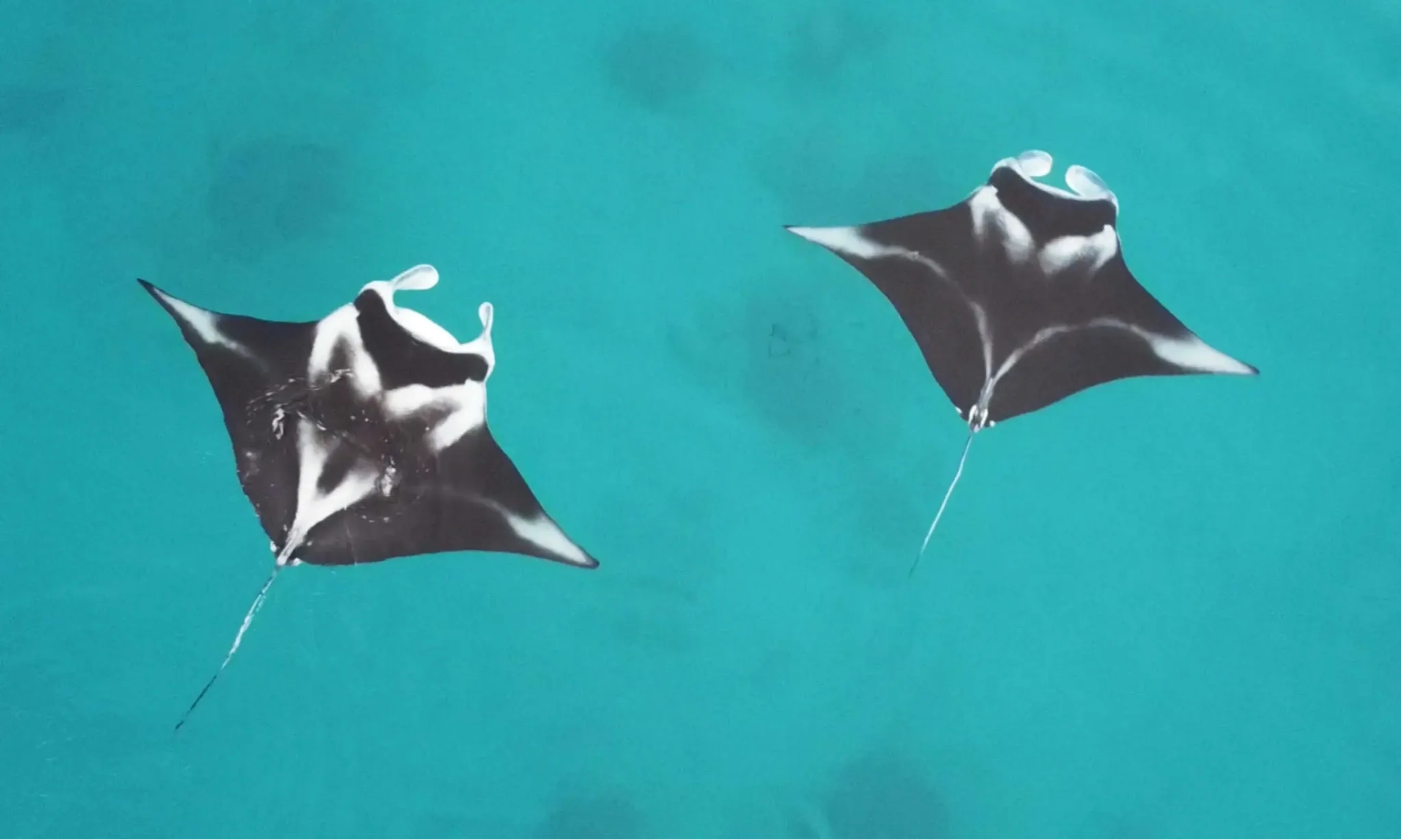 Mengenal Ikan Paling Cerdas Di Laut