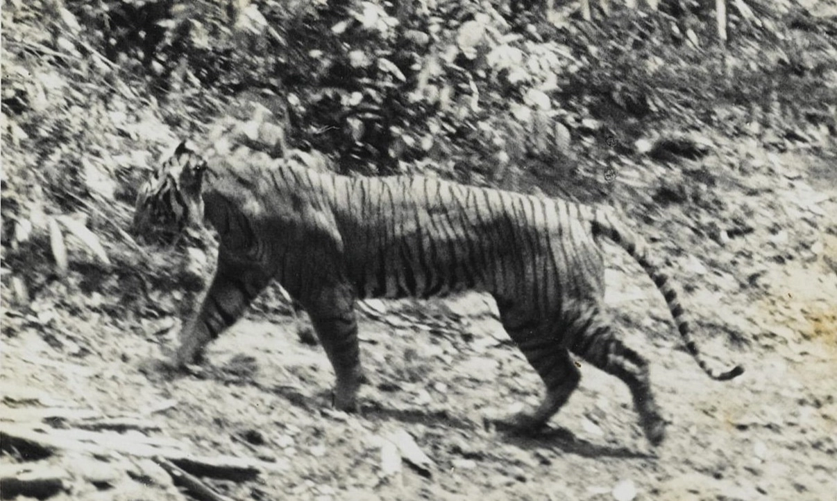 Harimau Jawa Dan Harapan Bangkit Dari Kepunahan