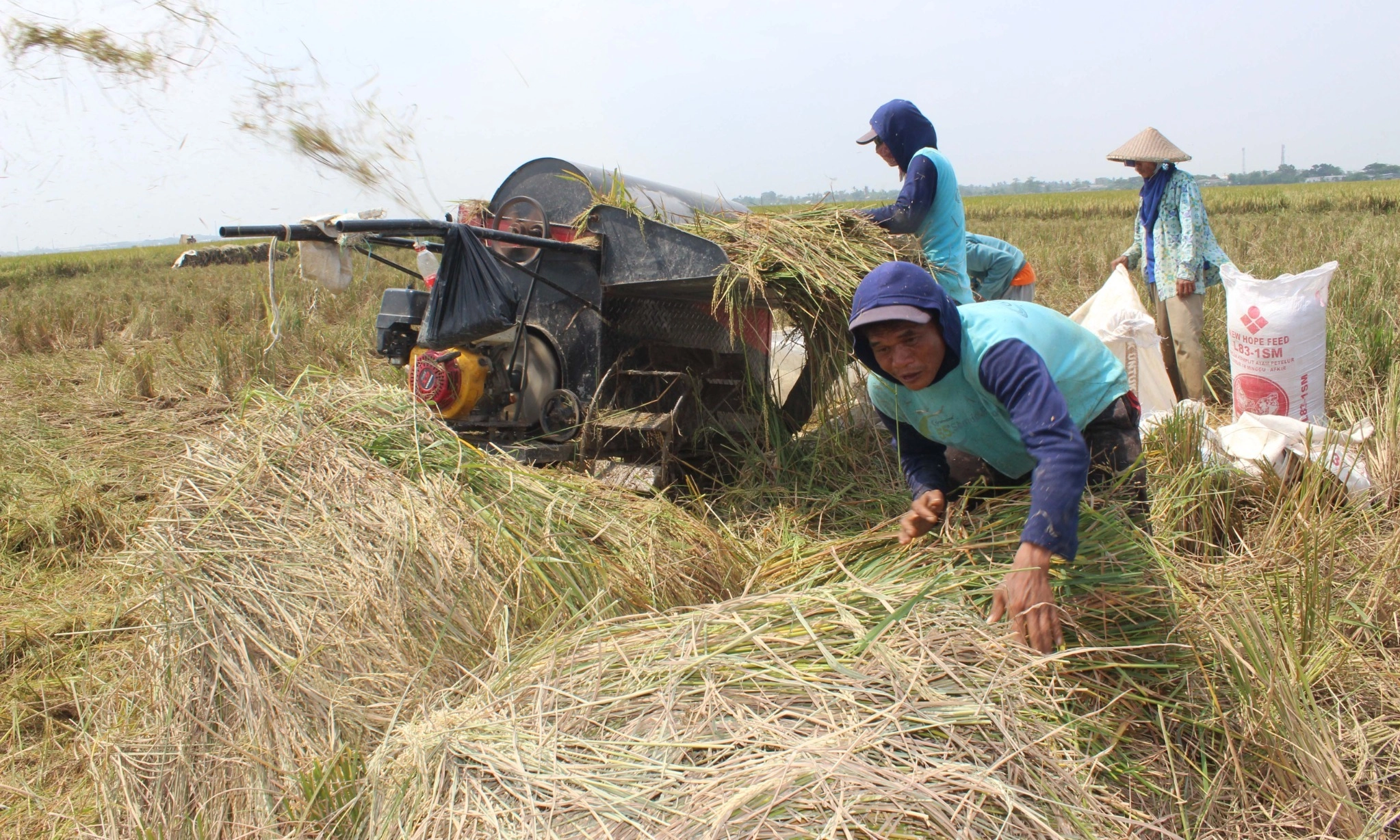 Jokowi: HPP Gabah Tuntas Pekan Ini